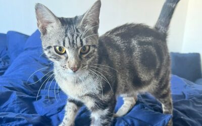 Smocky – Visible en famille d&rsquo;acceuil