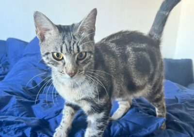 Smocky – Réservé