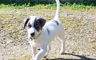 Sullivan – Visible en famille d&rsquo;accueil