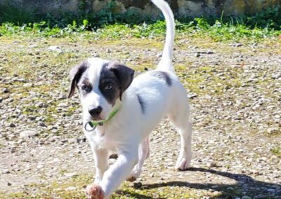 Sullivan – Adopté en Avril 2026