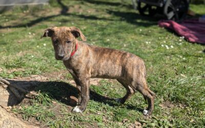 Suzette – Visible en famille d&rsquo;accueil