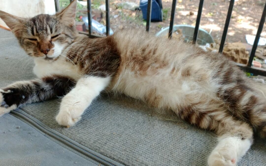 Benji – dossier en cours