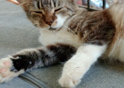 Benji – dossier en cours