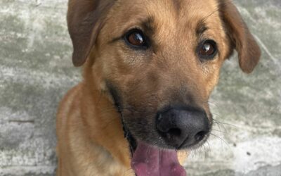 Orion – dossier en cours