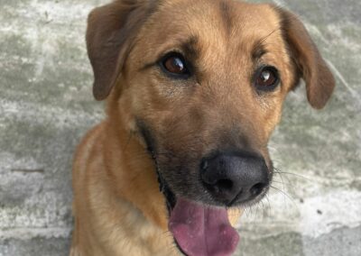 Orion – Dossier en cours