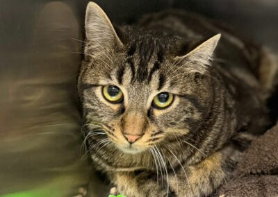 Moineau – Réservé