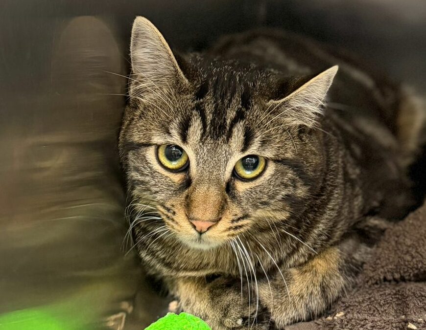 Moineau – Visible en famille d&rsquo;accueil