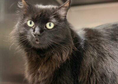 Gaia – Adoptée en Mars 2026