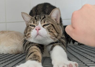 Gribouille – Réservé