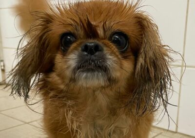 Leassie – reservée