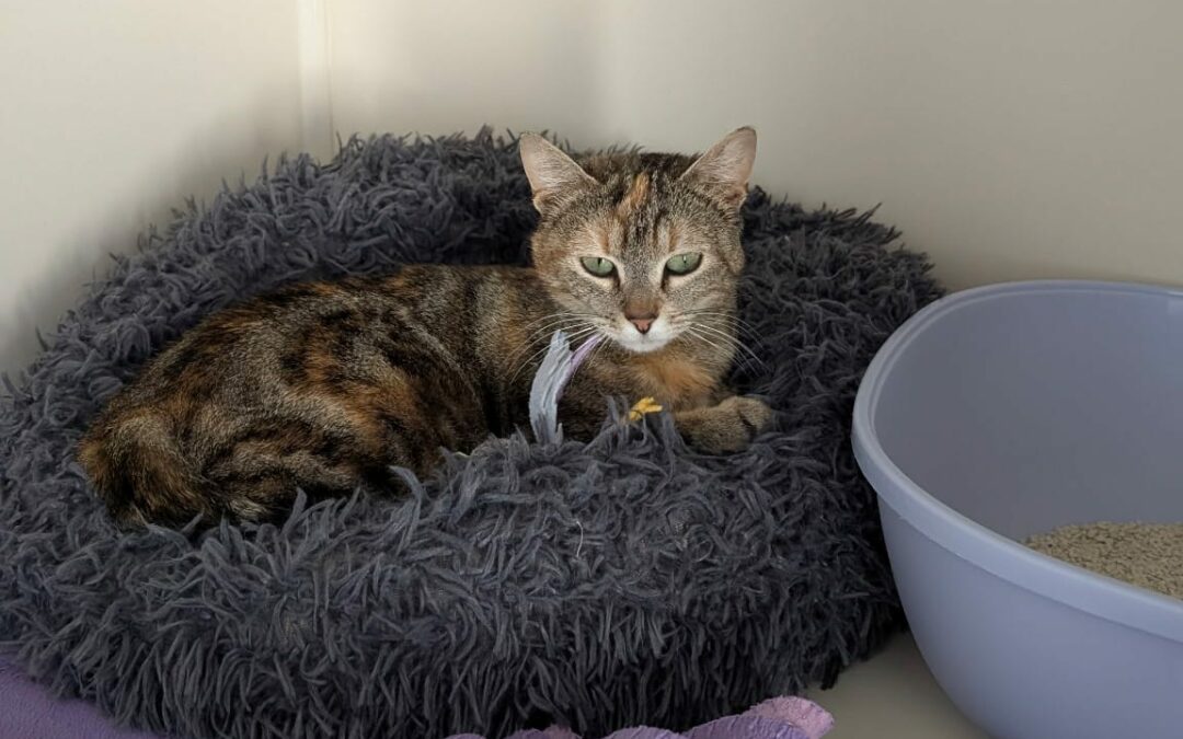 Pokita – Visible en famille d’accueil