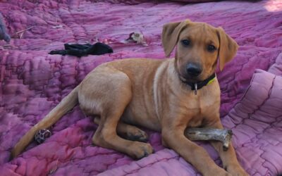 Yellow – Visible en famille d&rsquo;accueil