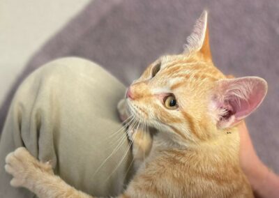 Ariette – reservée