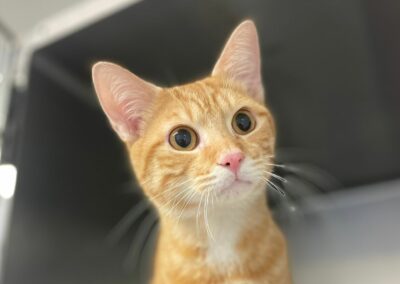 Carinio – Dossier en cours