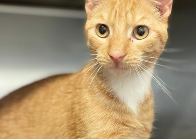 Eliot – Dossier en cours