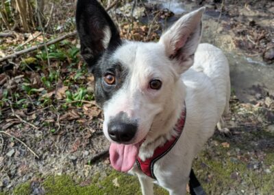 Nox – Dossier en cours