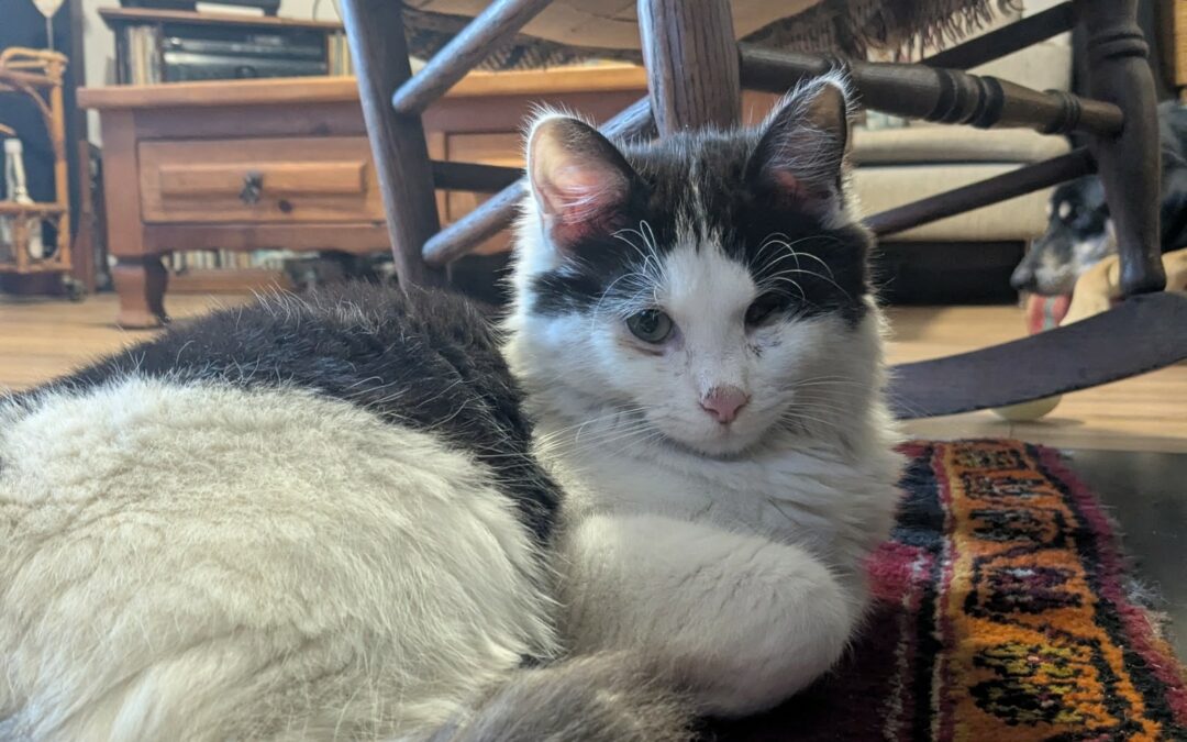 Aston – Visible en famille d&rsquo;accueil