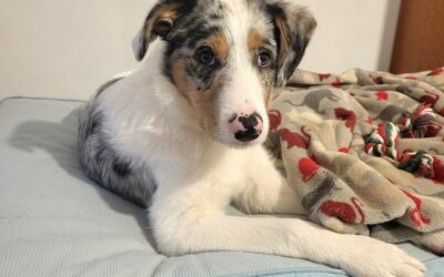 Fluffy – visible en famille d’accueil