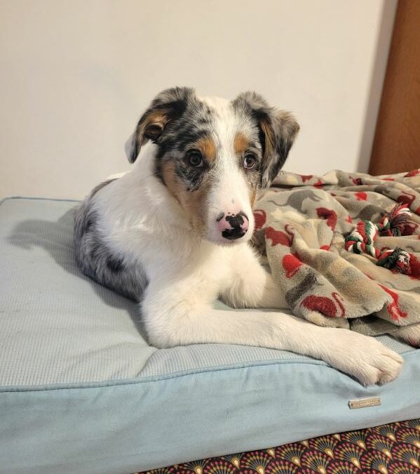 Fluffy – visible en famille d&rsquo;accueil