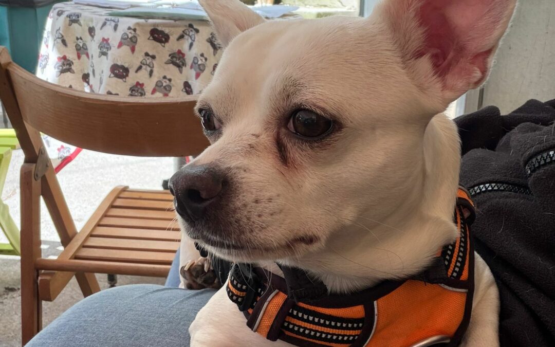 Togo – dossier en cours