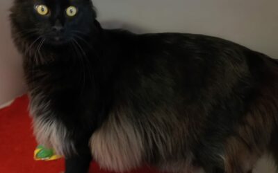 Krokmou – Réservé