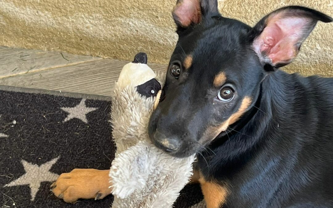 Baraka – visible en famille d&rsquo;accueil