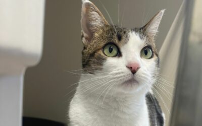 Nala