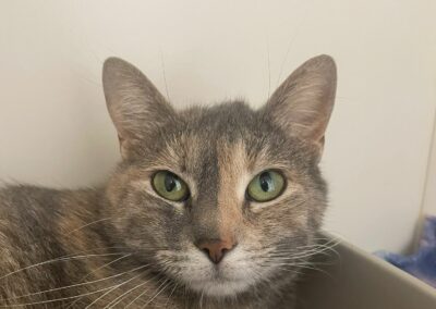 Stella