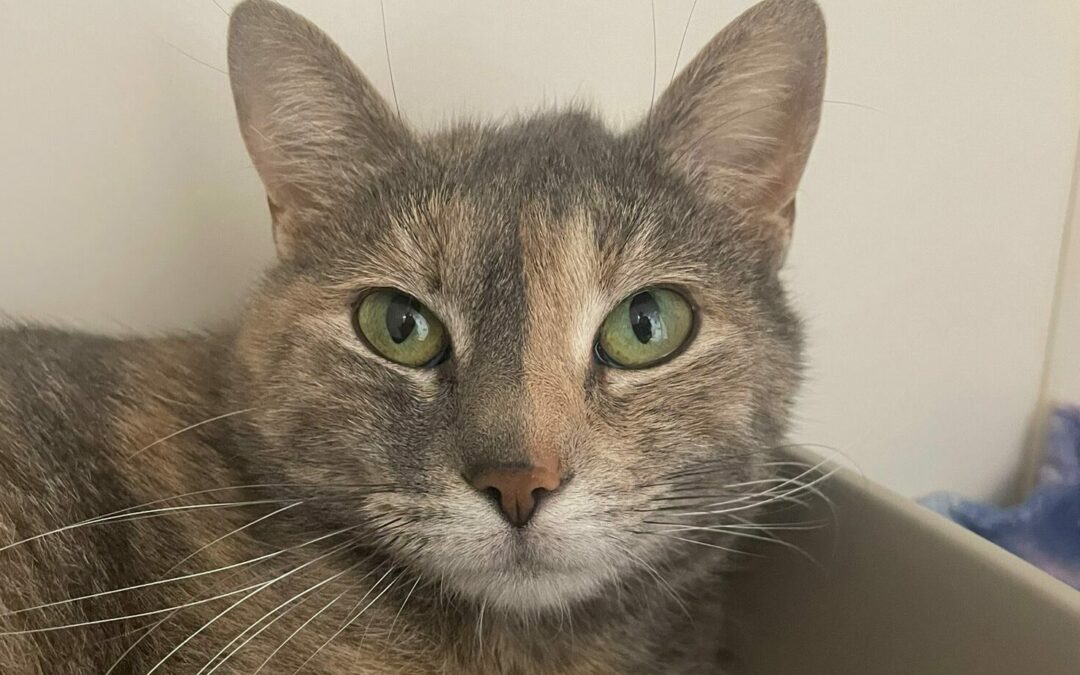 Stella