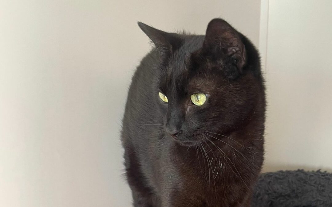 Sakura – Adoptée en mai 2026