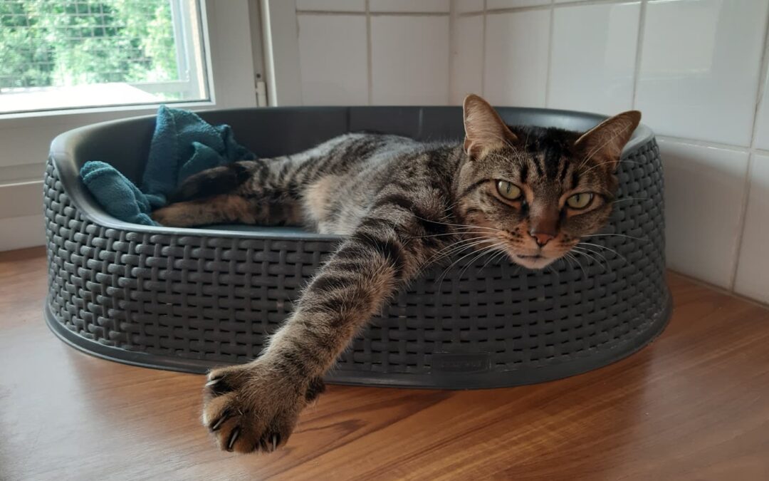 Kaki