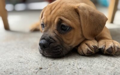 5 Chiots X Bouledogue