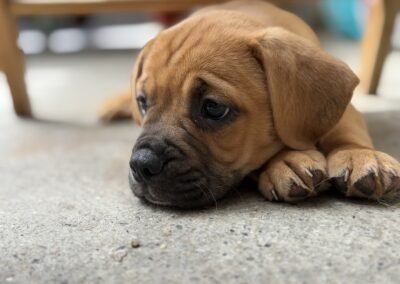 5 Chiots X Bouledogue – Dossier en cours