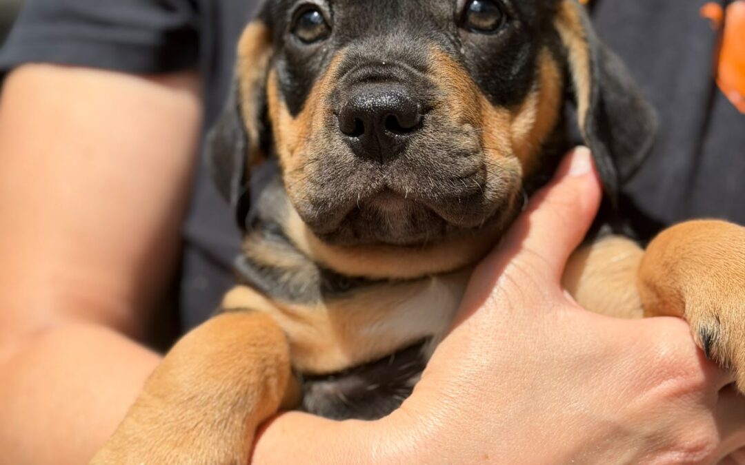 Leroy