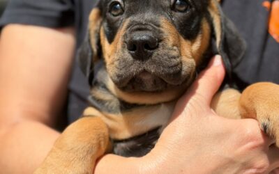 Leroy