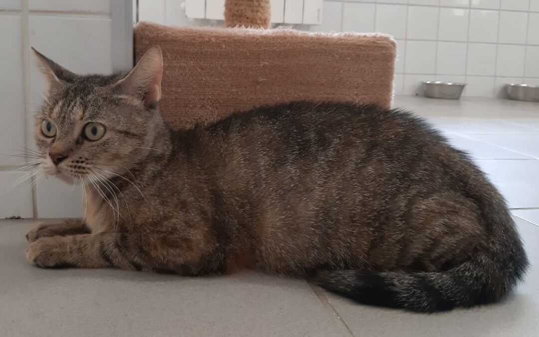 Cibelle