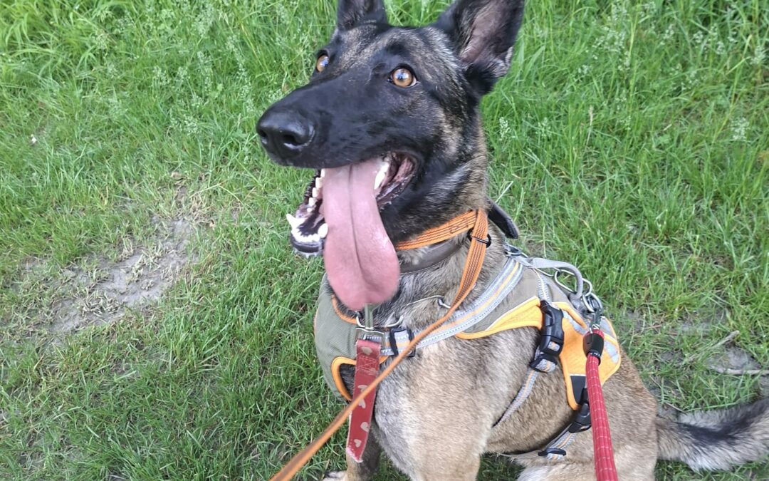 Maya