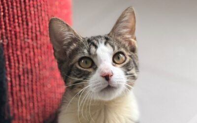 Bilbo