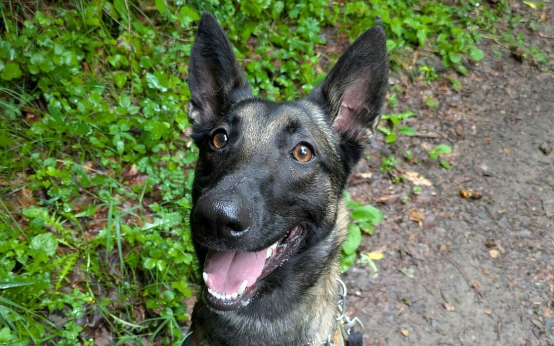 Maya