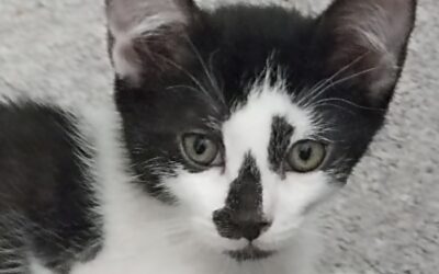 YOSHI- visible en famille d’accueil