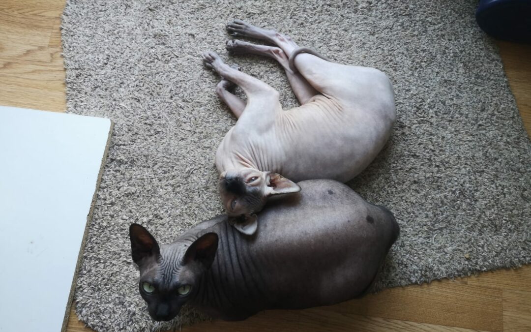 SULTANE & XENA (réservées)