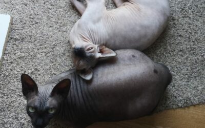 XENA et SULTANE