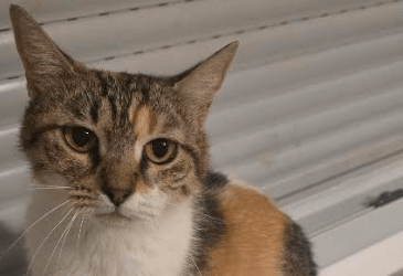 Naavi – Visible en famille d’accueil