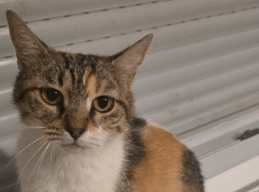Naavi – Visible en famille d&rsquo;accueil