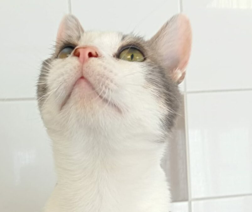 MAYLO