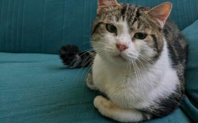 Buddy – Visible en Famille d’Accueil