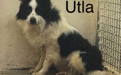5 Border / Berger Australien