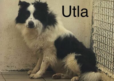 2 Border / Berger Australien