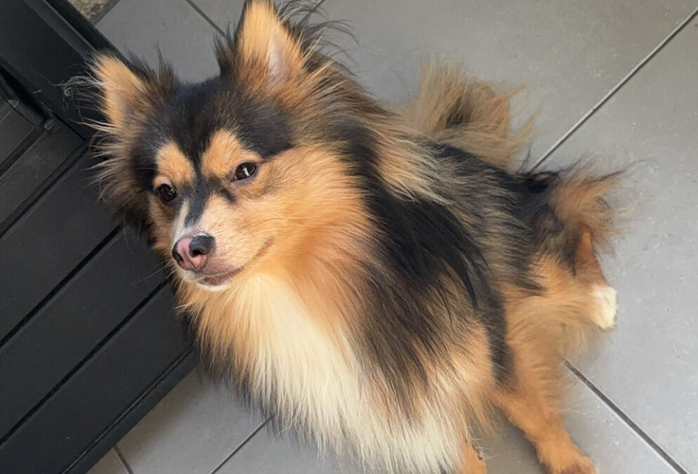Cookie – dossier en cours