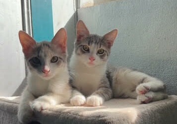 PEANUT et TCHI